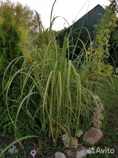 Спартина гребенчатая