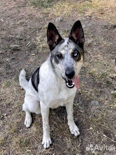 Красотка с разными глазами