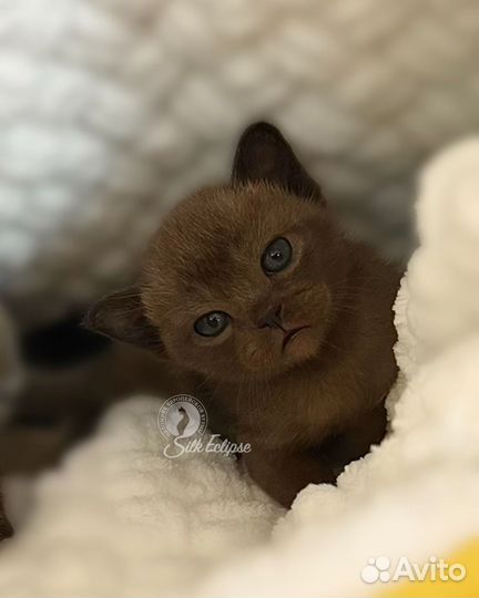 Бурманский котёнок