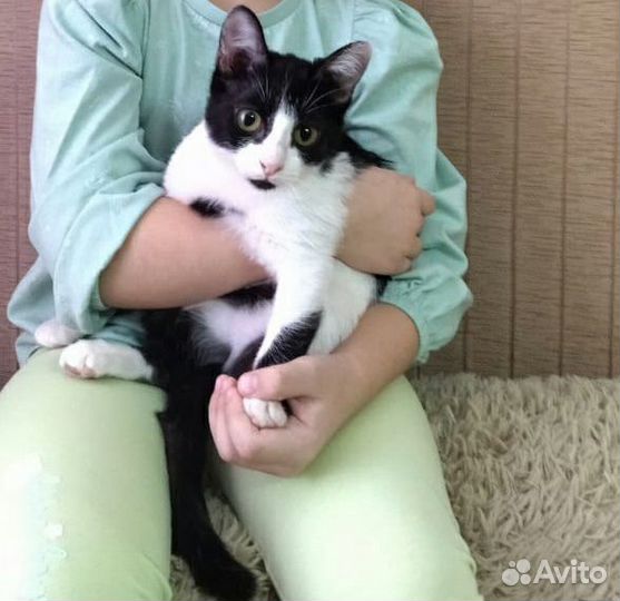 Кошка ищет дом