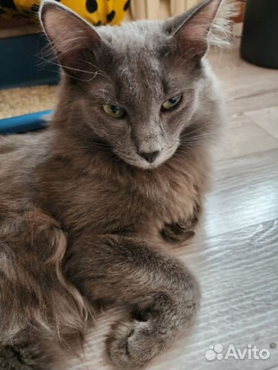 Русский голубой кот