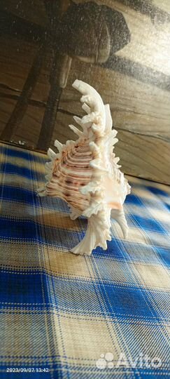 Ракушка морская большая