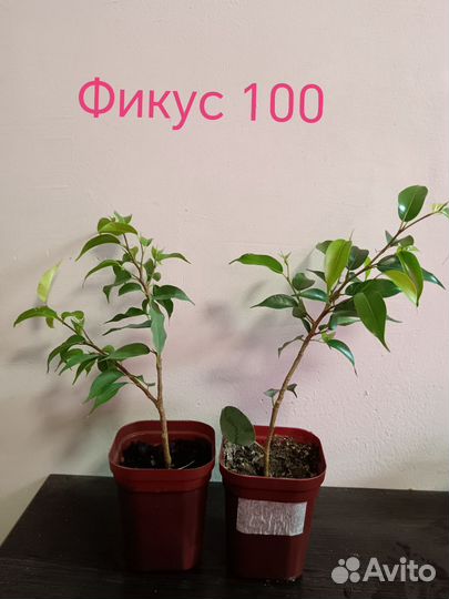 Сциндапсус
