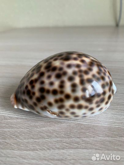 Натуральная морская ракушка Ципрея Тигрис 7см