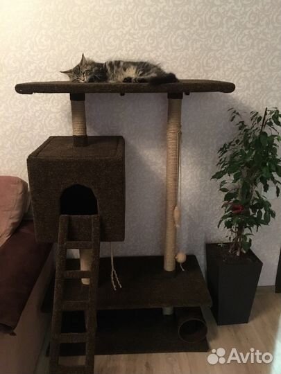 Когтеточка с домиком