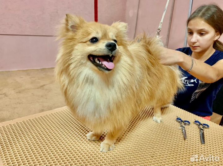 Груминг. Стрижка собак и кошек