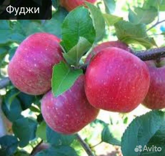 Саженцы яблонь