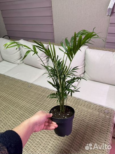 Пальма хамедорея элеганс
