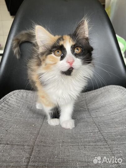 Котята