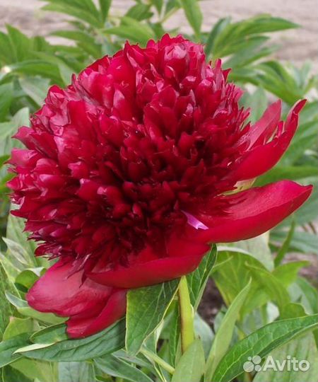 Пион молочноцветковый Red Magic Саженцы, Рассада