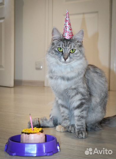 Кошка в дар бесплатно