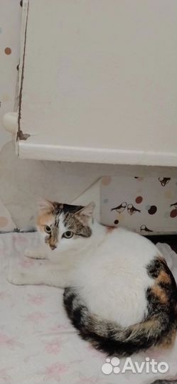 Кошки в добрые руки