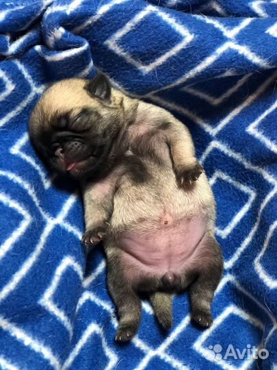 Щенки мопса