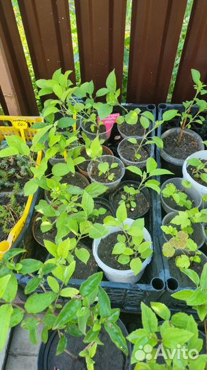 Гортензия древовидная Анабель