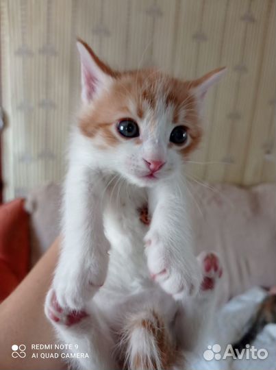 Кошечки в добрые ручки