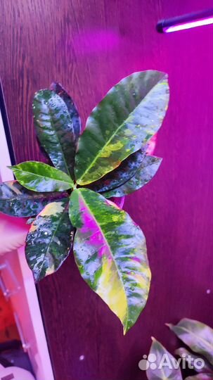 Кротон радуга