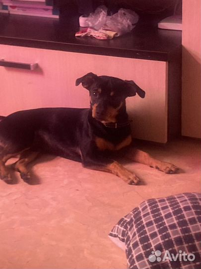 Вязка собак