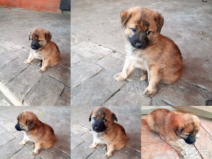 Щенки дворняжки в дар