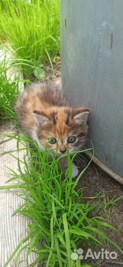 Трехцветный котенок девочка