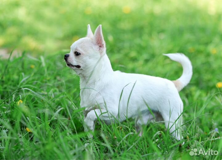 Чихуахуа мальчик