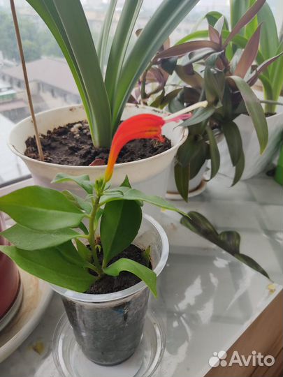 Комнатные цветы