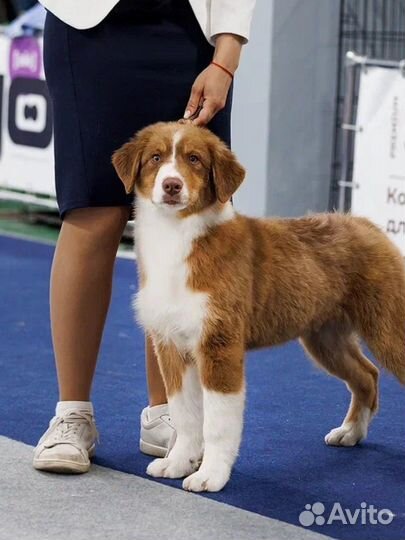 Австралийская овчарка (аусси) щенок