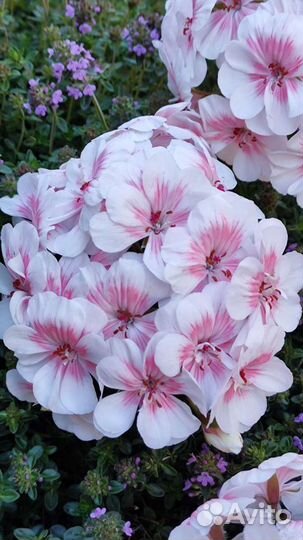 Пеларгония Lovely Wera