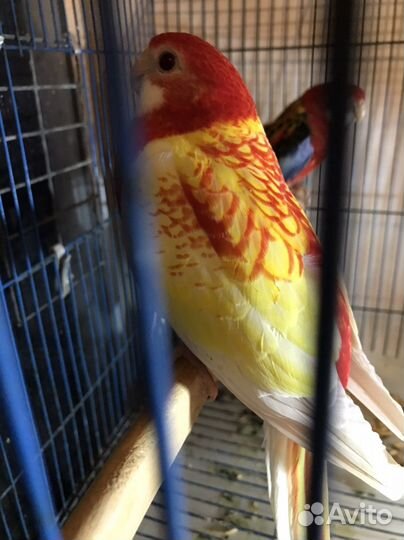 Попугаи Розелла