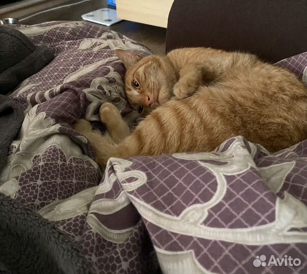 Отдам кота в добрые руки