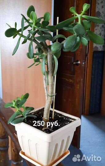 Денежное дерево (Красула толстянка)