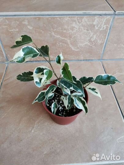 Фикус Бенджамина Твилайт