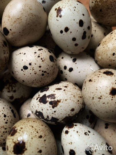 Яйца перепелиные