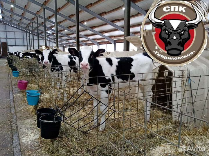 Телята. Бычки