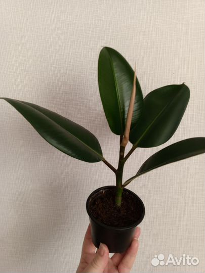 Фикус каучуконосный Высота 21 см