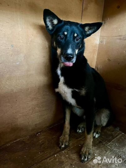 Собака в добрые руки отдам бесплатно