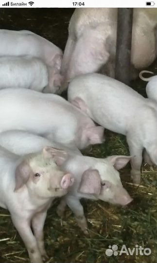 Поросята ландрас