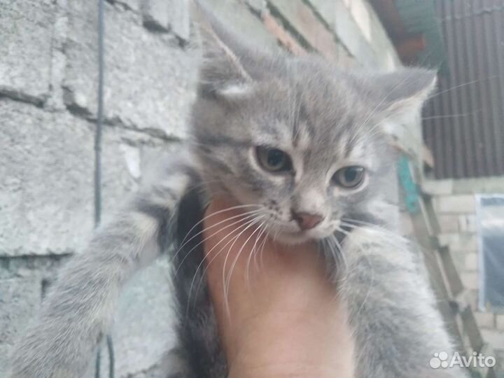 Кошка в дар