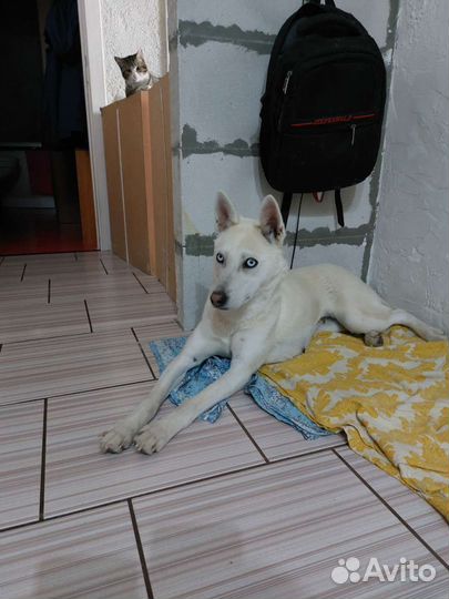 Лайка (помесь)