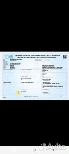 Вязка кане корсо