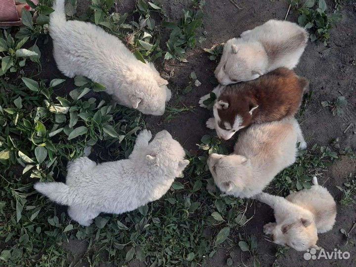Щенки сибирской Хаски