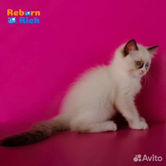 Рэгдолл (ragdoll) девочка от питомника