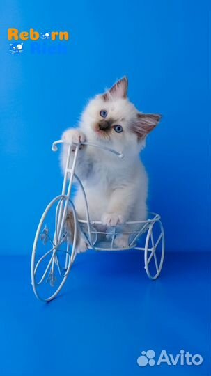 Рэгдолл (ragdoll) котенок-девочка от питомника