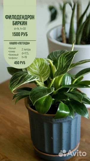 Комнатные растения цветы