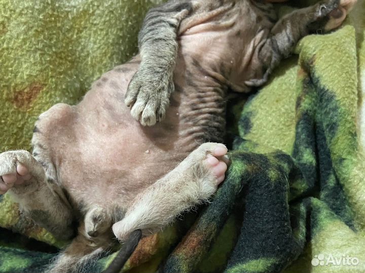 Донской сфинкс браш