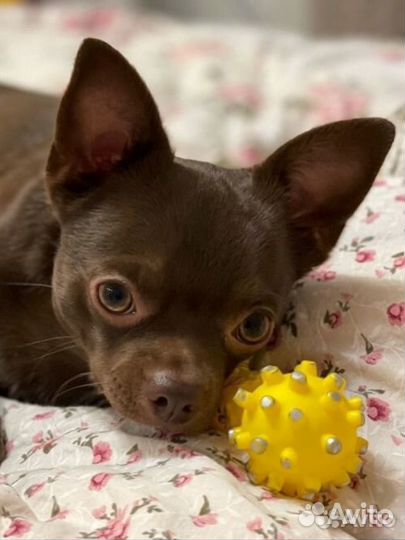 Кобель чихуахуа 2 г