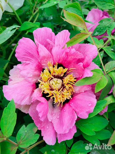 Саженцы древовидного пиона