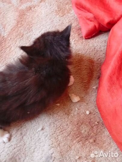 Котя майкунята помесь