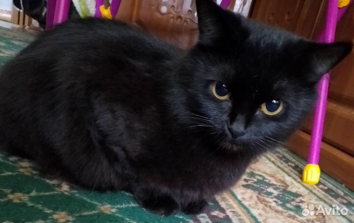 Блэки ищет дом