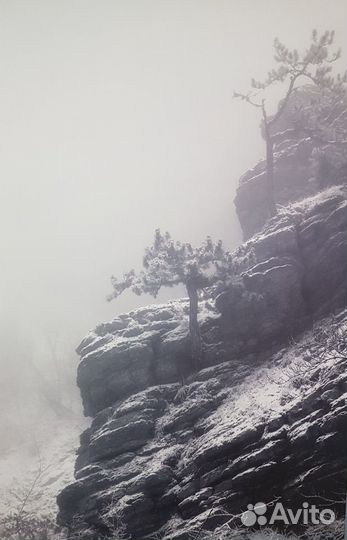 Картина (постер)