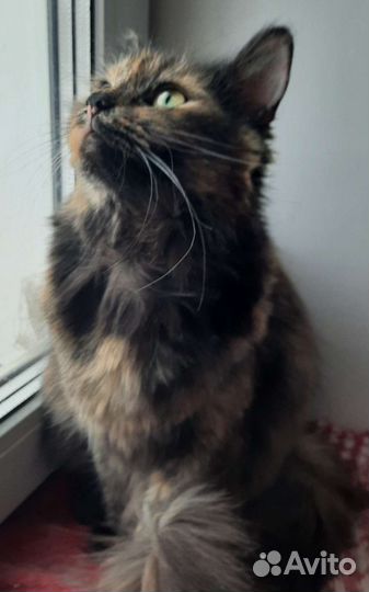 Кошка трехцветка очень ласковая